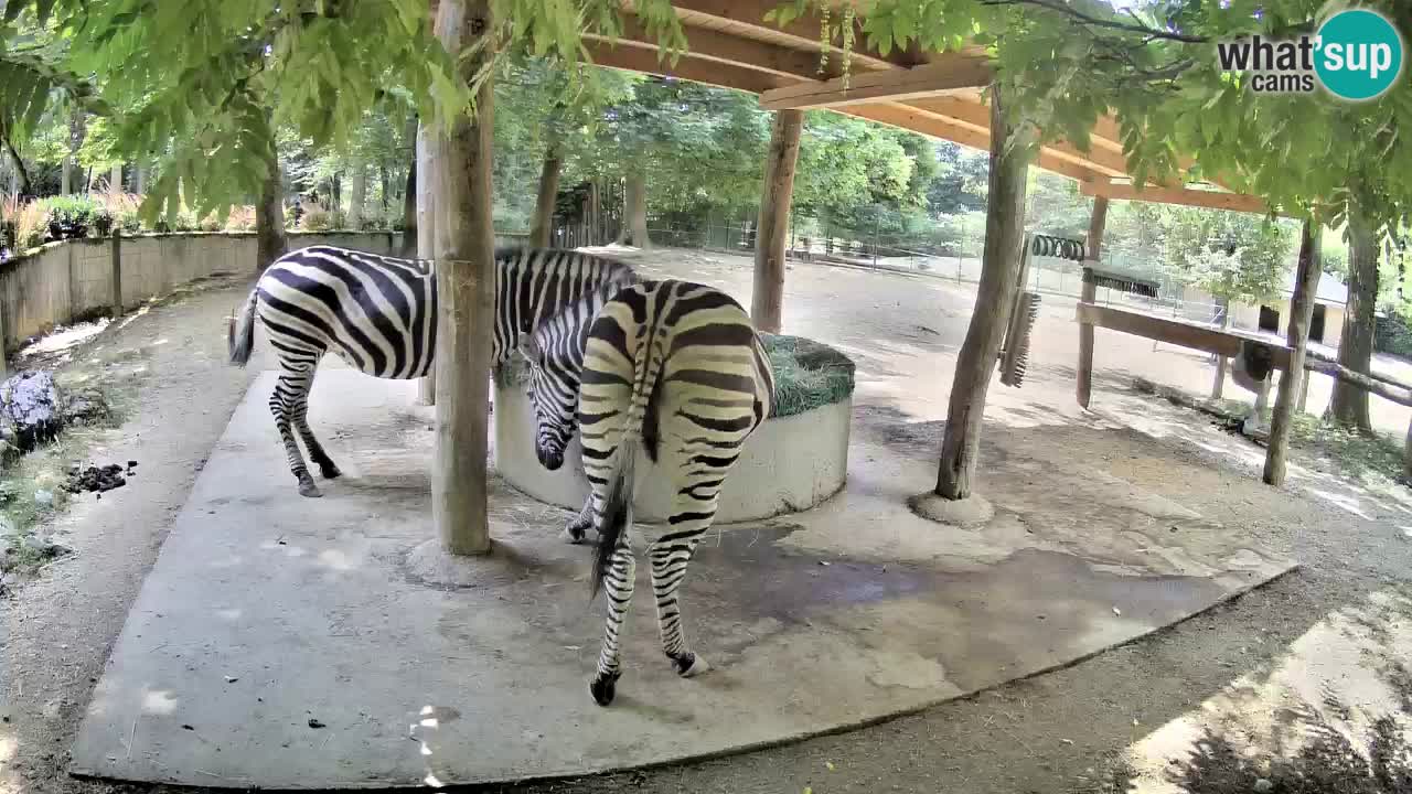 Live webcam Zebras in Ljubljana ZOO – Slovenia
