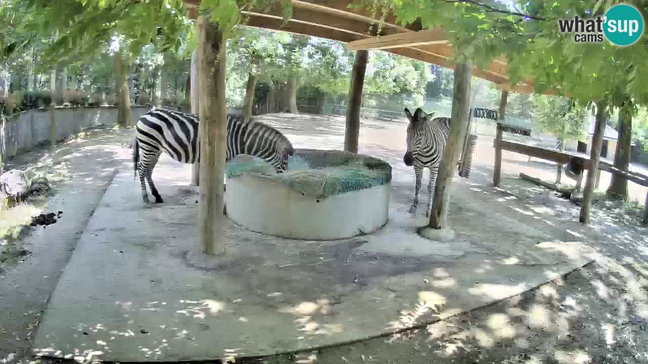Live webcam Zebras in Ljubljana ZOO – Slovenia