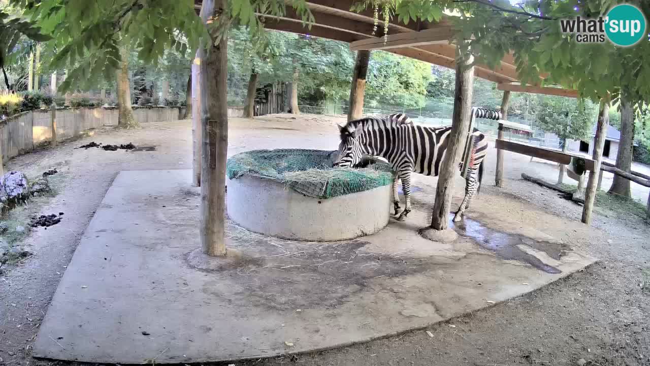 Live webcam Zebras in Ljubljana ZOO – Slovenia