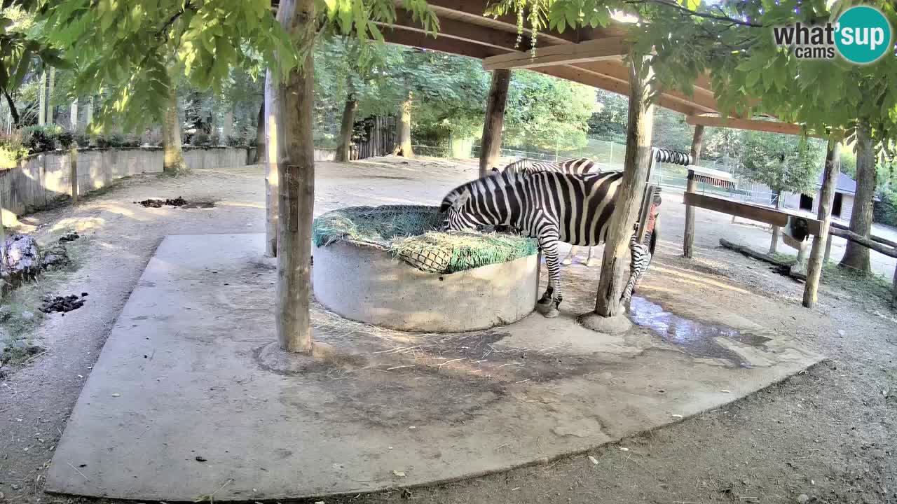 Live Webcam Zebras in Ljubljana ZOO – Slowenien