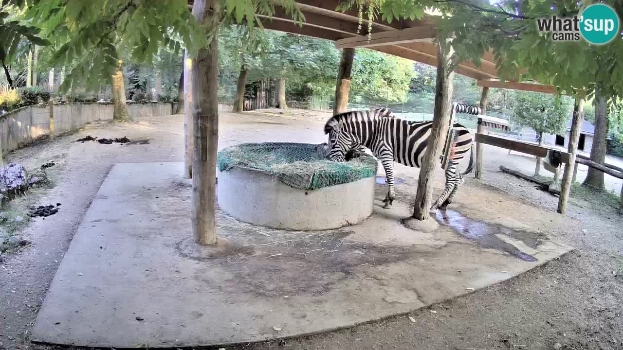 Live webcam Zebras in Ljubljana ZOO – Slovenia