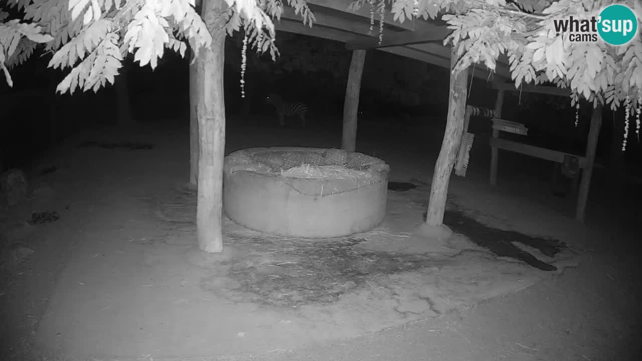 Live webcam Zebras in Ljubljana ZOO – Slovenia