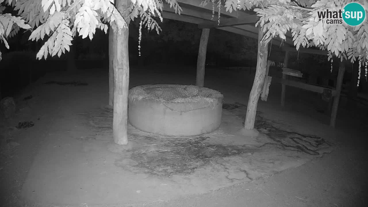 Live Webcam Zebras in Ljubljana ZOO – Slowenien