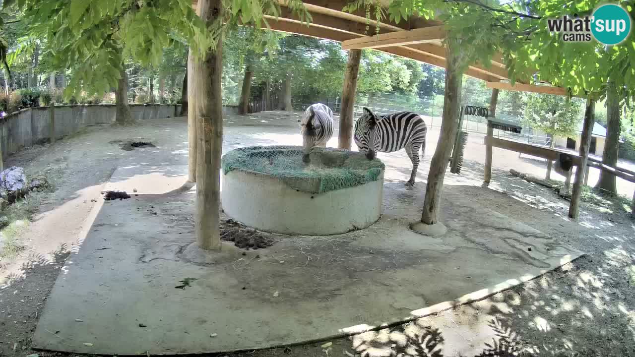 Live webcam Zebras in Ljubljana ZOO – Slovenia