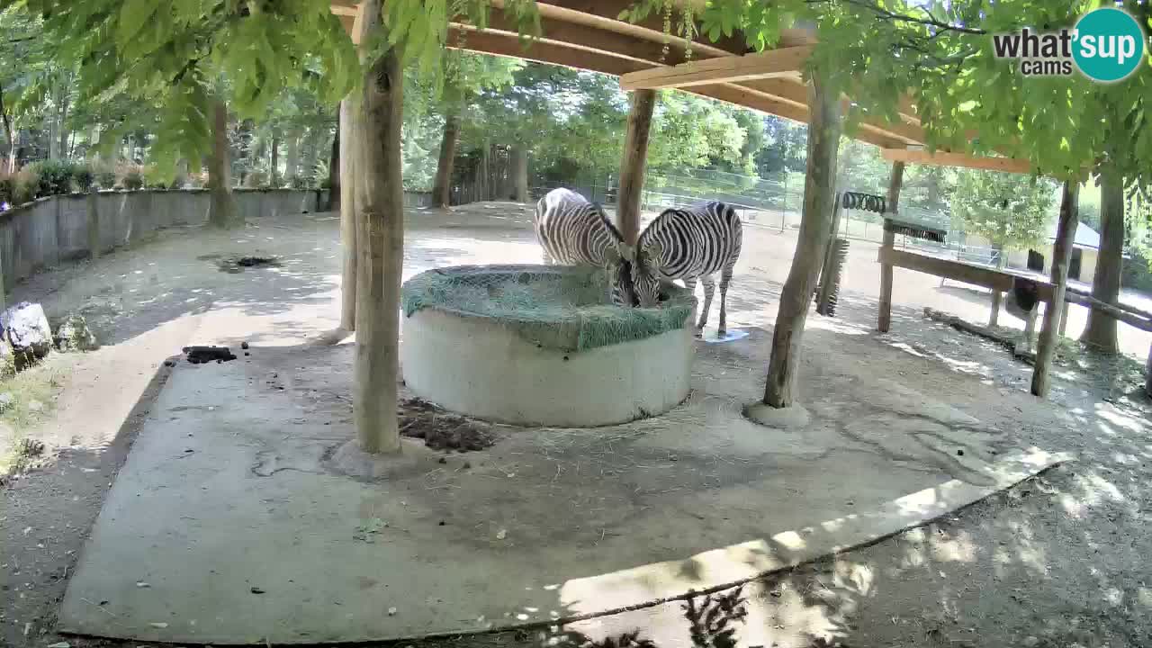 Live Webcam Zebras in Ljubljana ZOO – Slowenien