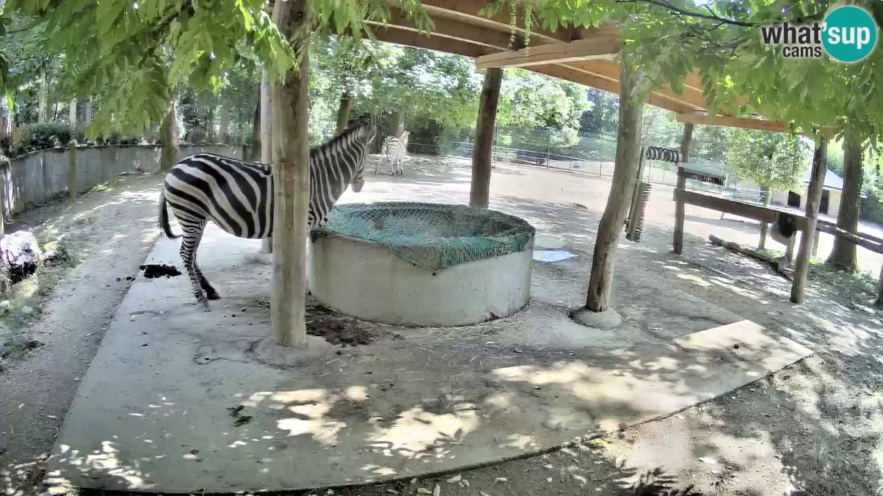 Live webcam Zebras in Ljubljana ZOO – Slovenia