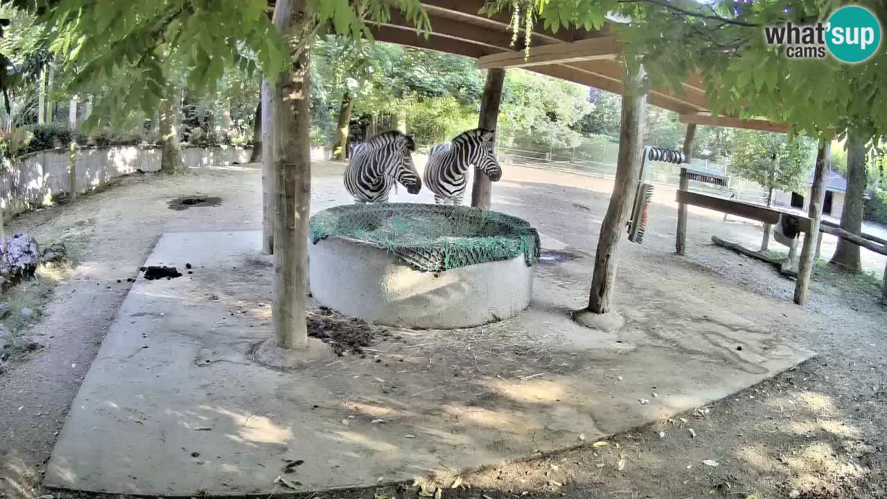 Live webcam Zebras in Ljubljana ZOO – Slovenia