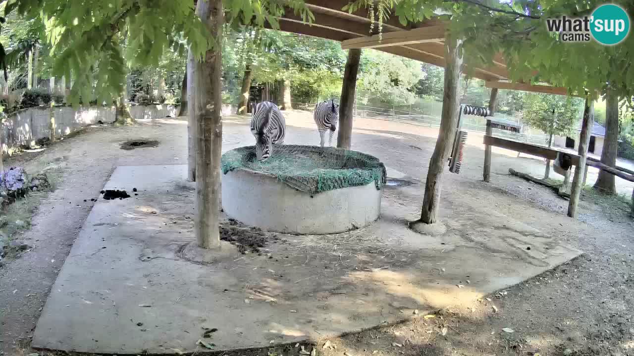 Le Zebre nello ZOO di Ljubljana – Slovenia Live webcam