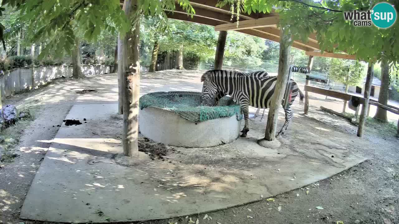Camera en vivo Cebras in Ljubljana ZOO – Eslovenia