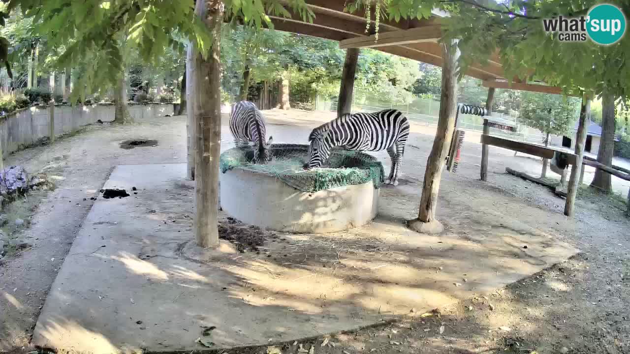 Zebre v živo v živalskem vrtu Ljubljana ZOO spletne kamere