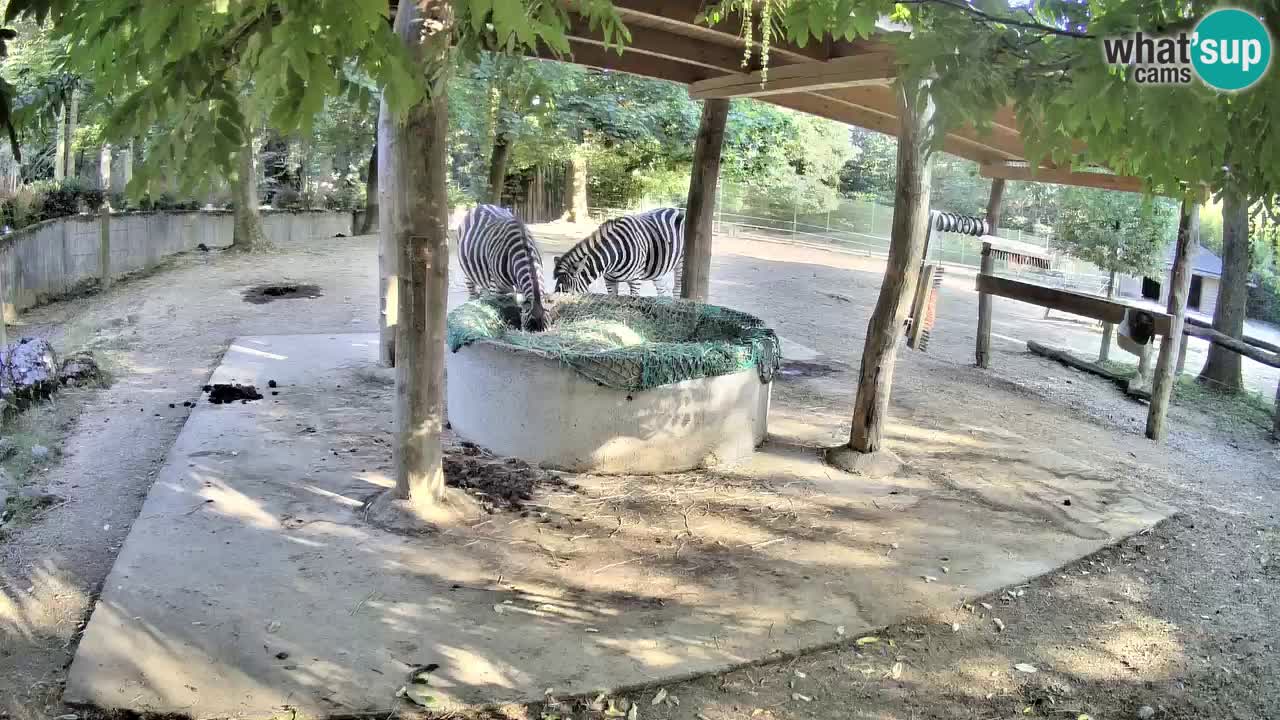 Live webcam Les zèbres in Ljubljana ZOO – Slovénie
