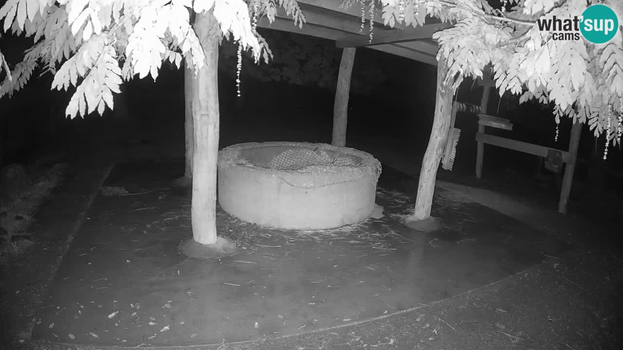 Zebre v živo v živalskem vrtu Ljubljana ZOO spletne kamere