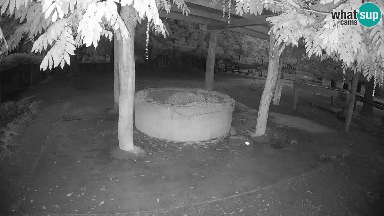 Camera en vivo Cebras in Ljubljana ZOO – Eslovenia