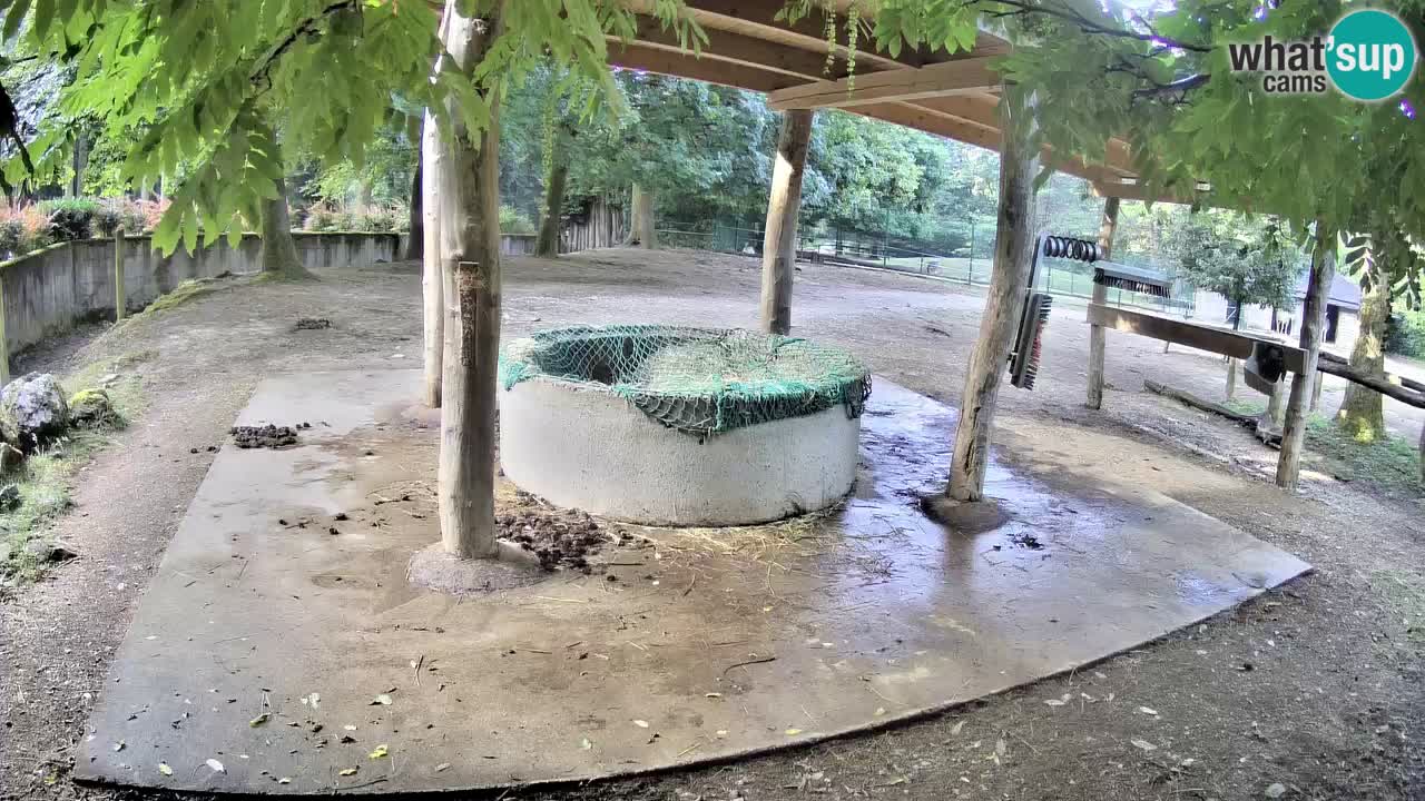 Live webcam Zebras in Ljubljana ZOO – Slovenia