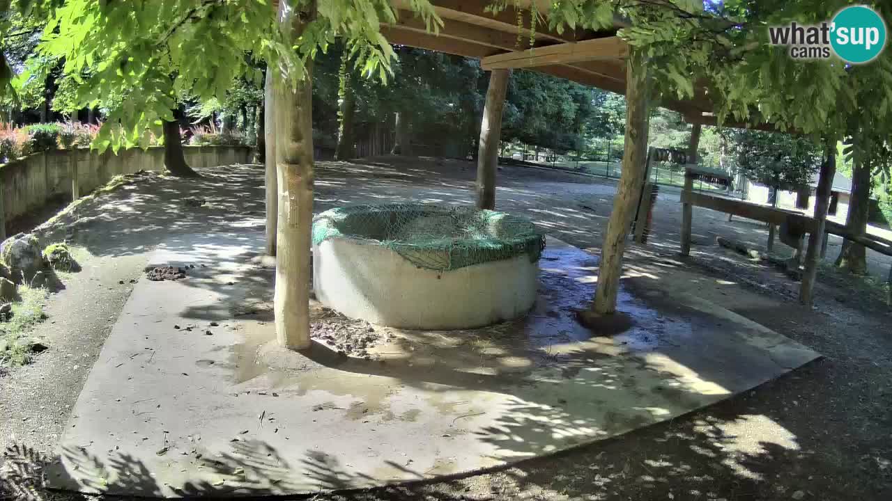 Live webcam Zebras in Ljubljana ZOO – Slovenia