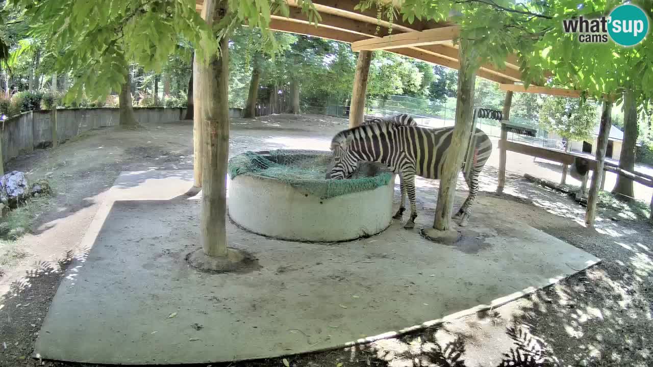 Live webcam Zebras in Ljubljana ZOO – Slovenia