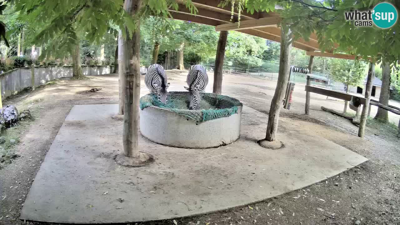 Camera en vivo Cebras in Ljubljana ZOO – Eslovenia