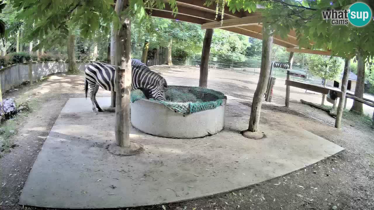 Le Zebre nello ZOO di Ljubljana – Slovenia Live webcam