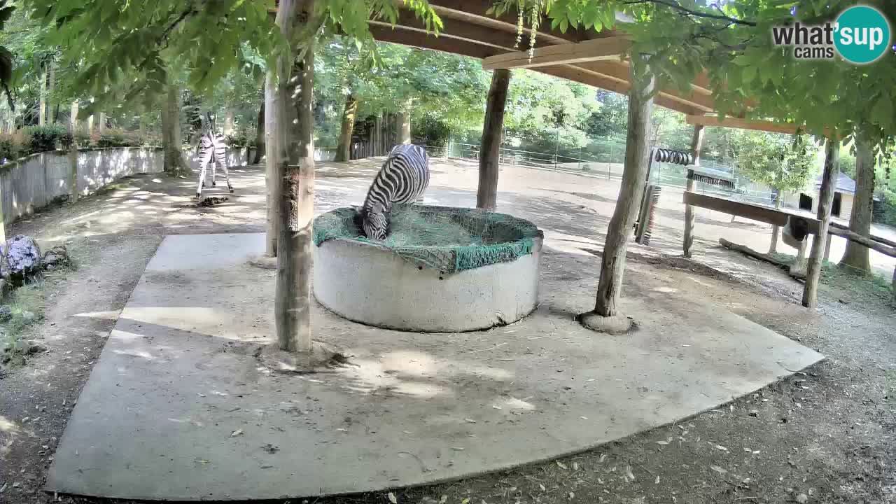 Live webcam Zebras in Ljubljana ZOO – Slovenia