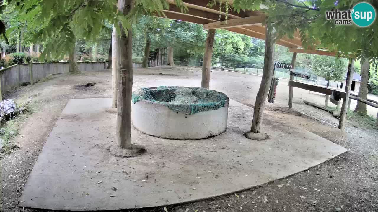 Live Webcam Zebras in Ljubljana ZOO – Slowenien