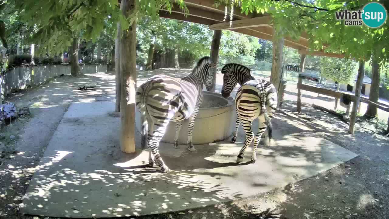 Live webcam Zebras in Ljubljana ZOO – Slovenia