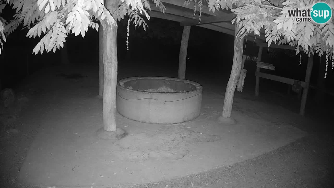 Live webcam Zebras in Ljubljana ZOO – Slovenia