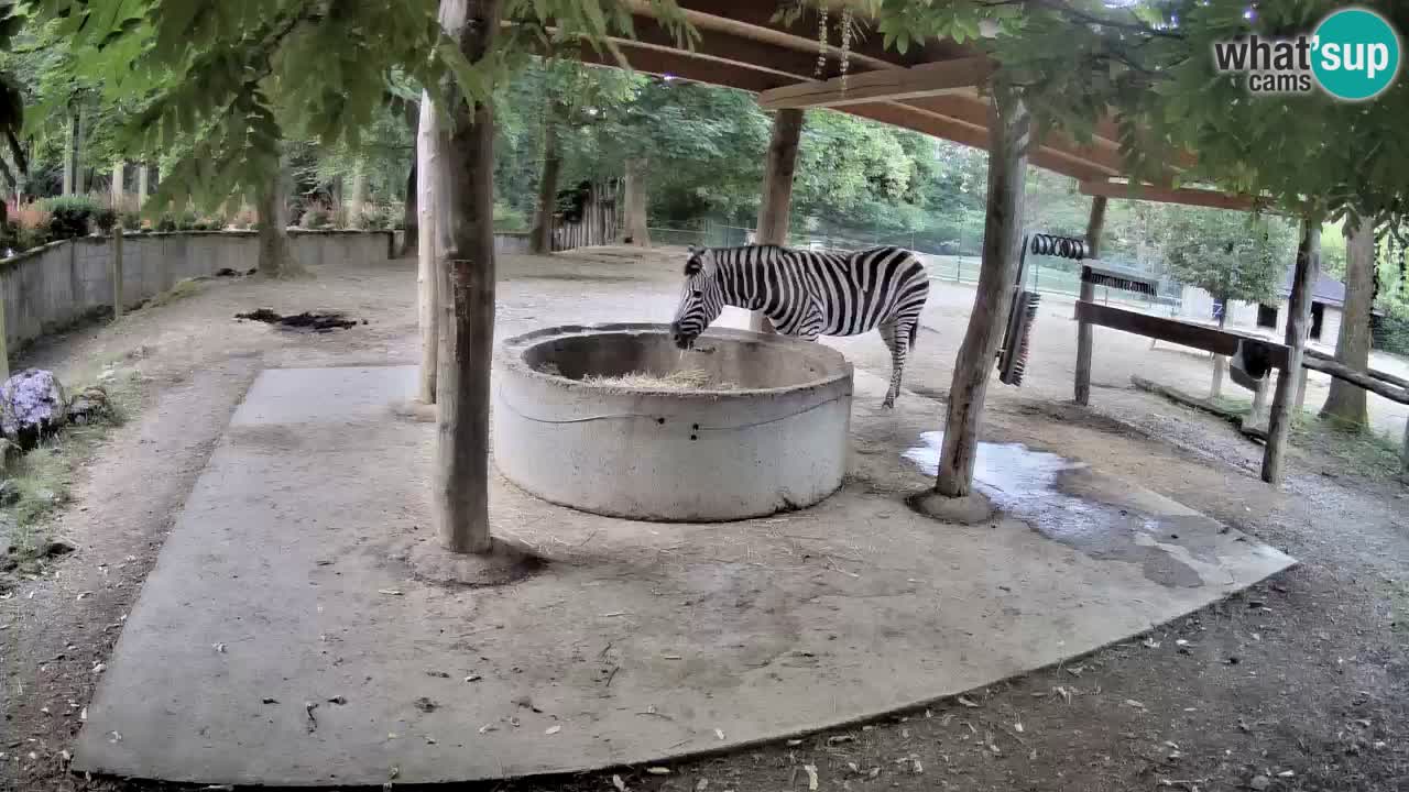 Live webcam Zebras in Ljubljana ZOO – Slovenia