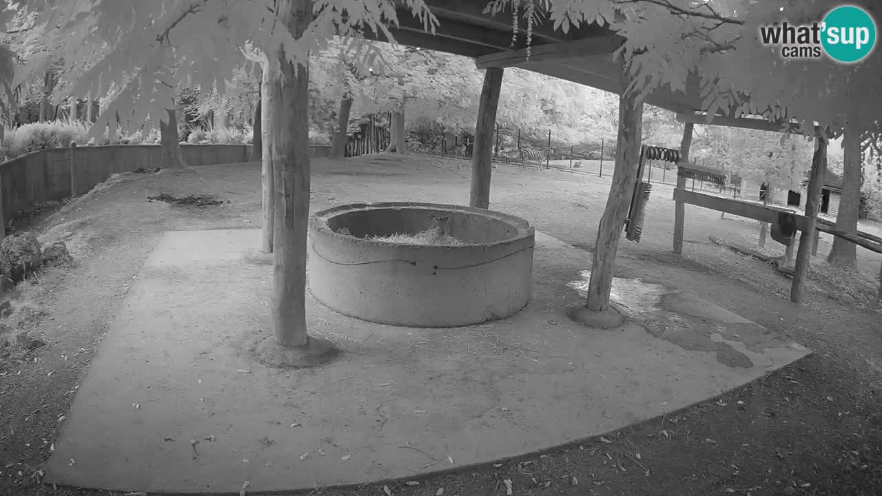 Live webcam Zebras in Ljubljana ZOO – Slovenia