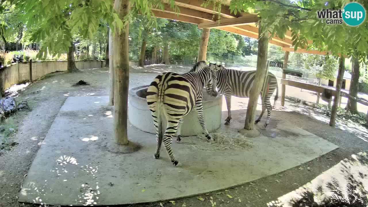 Live webcam Zebras in Ljubljana ZOO – Slovenia
