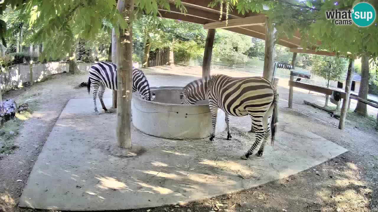 Live webcam Zebras in Ljubljana ZOO – Slovenia