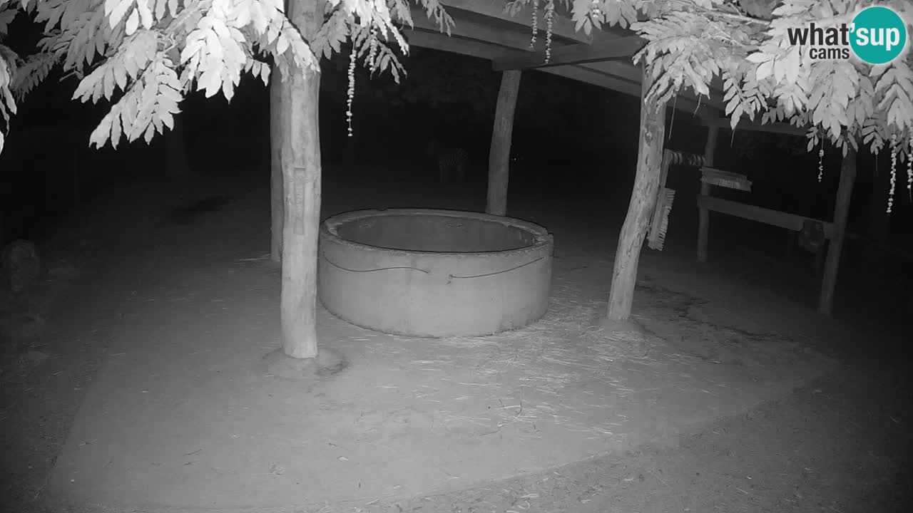 Live webcam Zebras in Ljubljana ZOO – Slovenia