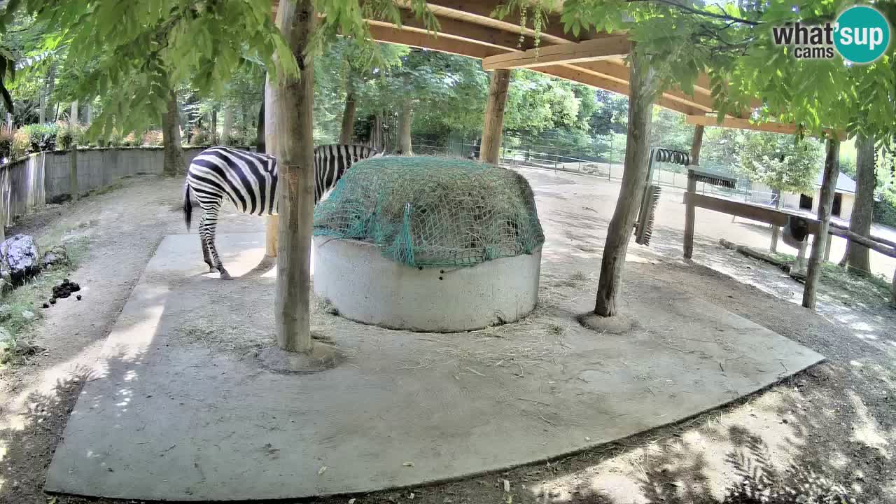 Camera en vivo Cebras in Ljubljana ZOO – Eslovenia
