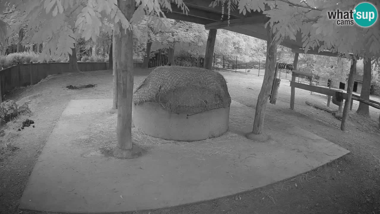 Live webcam Zebras in Ljubljana ZOO – Slovenia