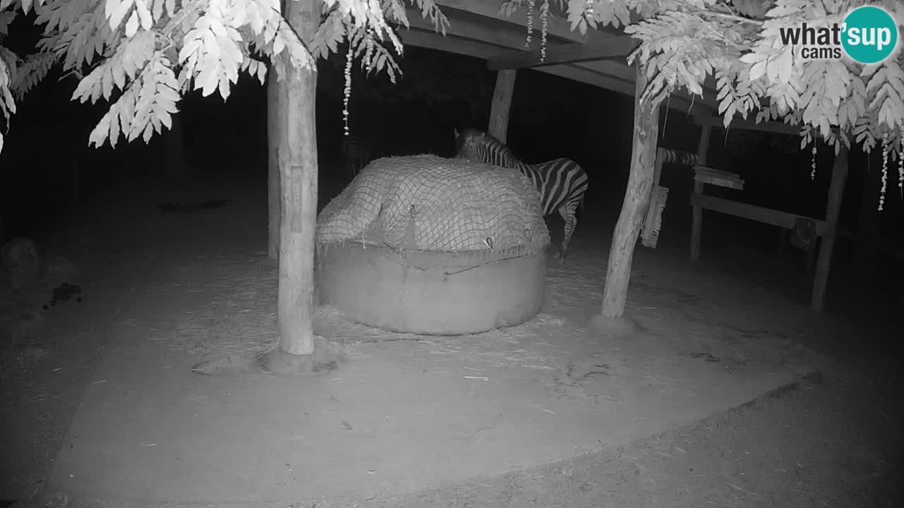 Zebre v živo v živalskem vrtu Ljubljana ZOO spletne kamere