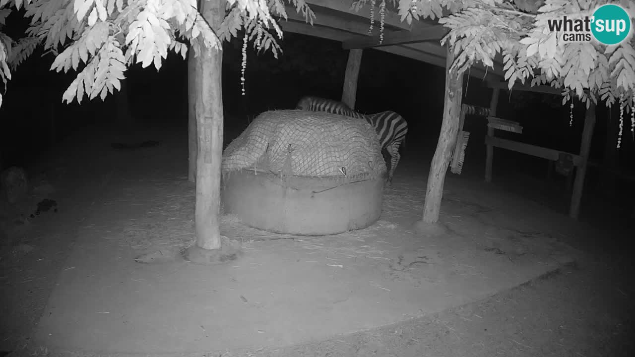 Camera en vivo Cebras in Ljubljana ZOO – Eslovenia