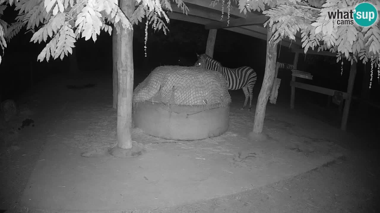 Live Webcam Zebras in Ljubljana ZOO – Slowenien
