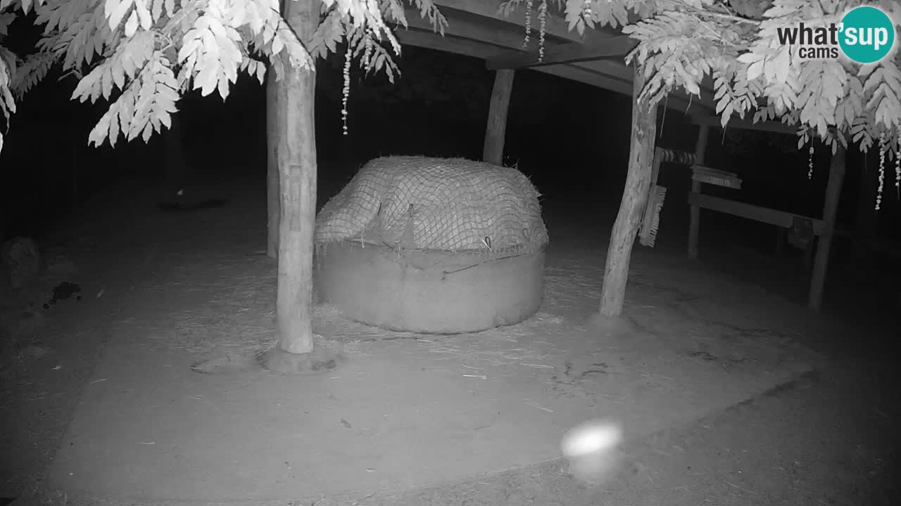 Zebre v živo v živalskem vrtu Ljubljana ZOO spletne kamere
