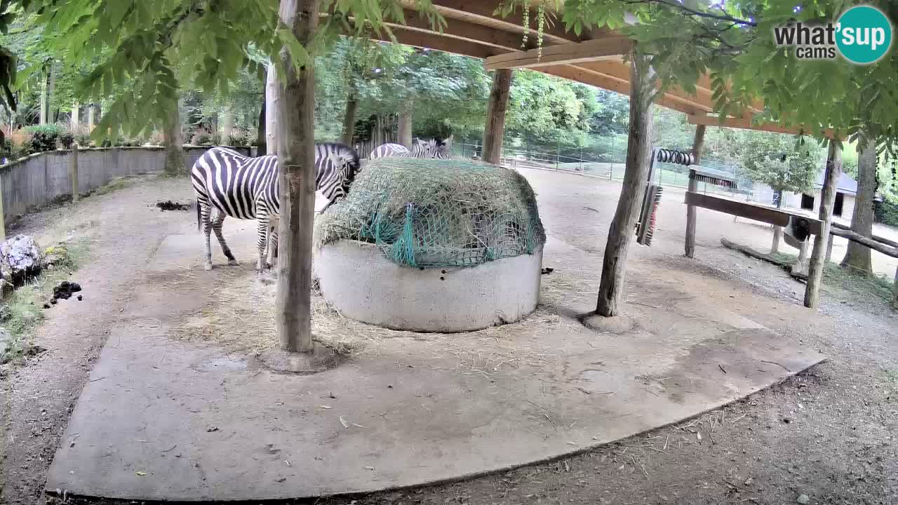 Camera en vivo Cebras in Ljubljana ZOO – Eslovenia