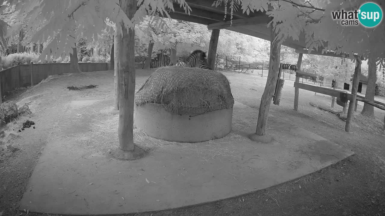 Live webcam Zebras in Ljubljana ZOO – Slovenia