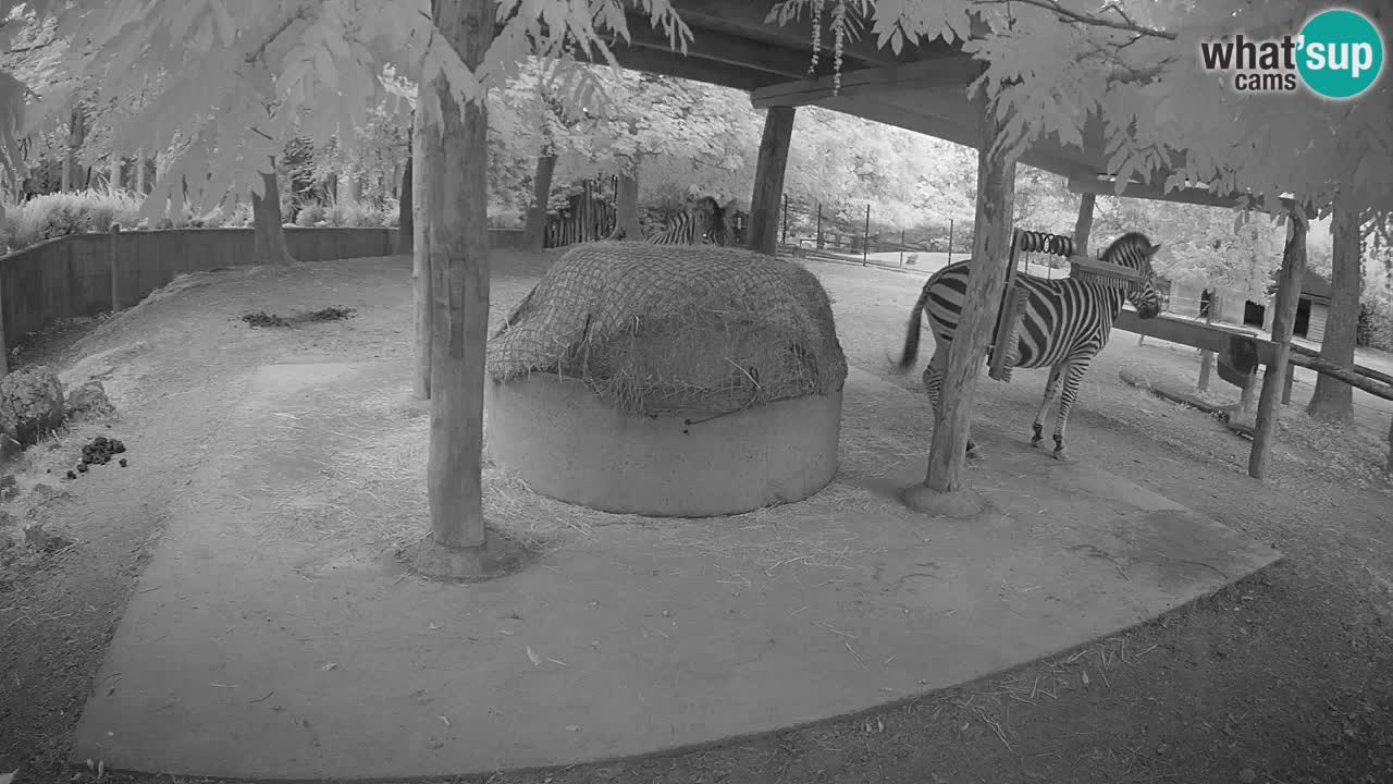 Live webcam Zebras in Ljubljana ZOO – Slovenia