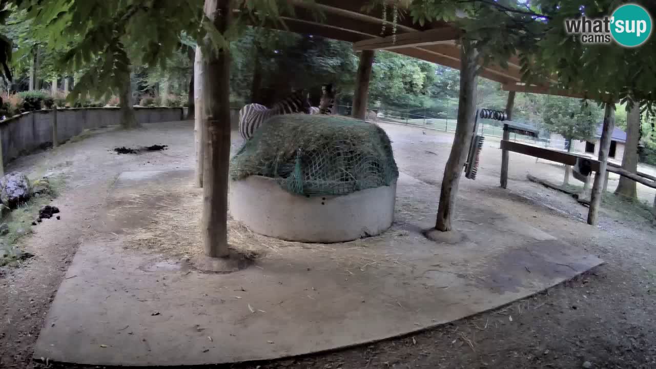 Live Webcam Zebras in Ljubljana ZOO – Slowenien