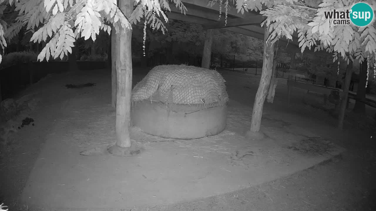 Le Zebre nello ZOO di Ljubljana – Slovenia Live webcam