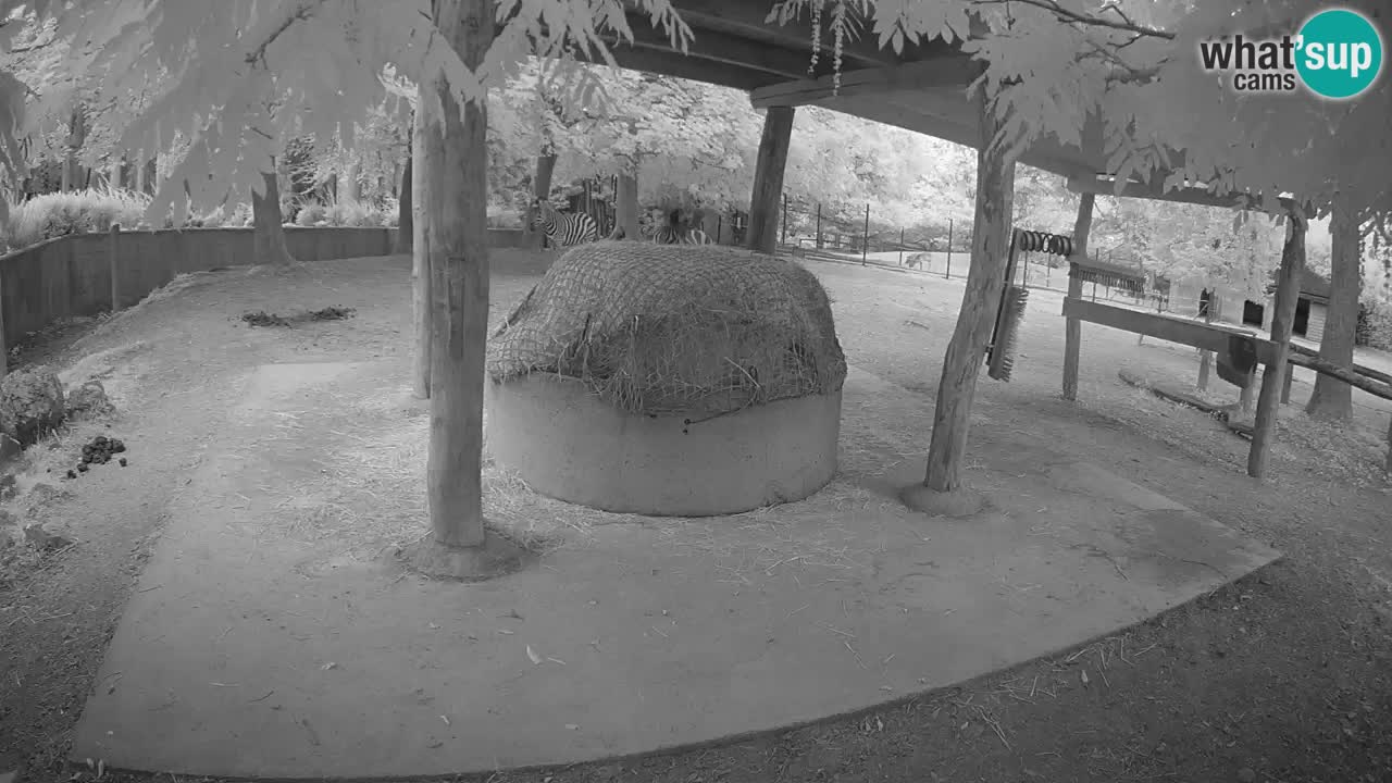 Live webcam Les zèbres in Ljubljana ZOO – Slovénie
