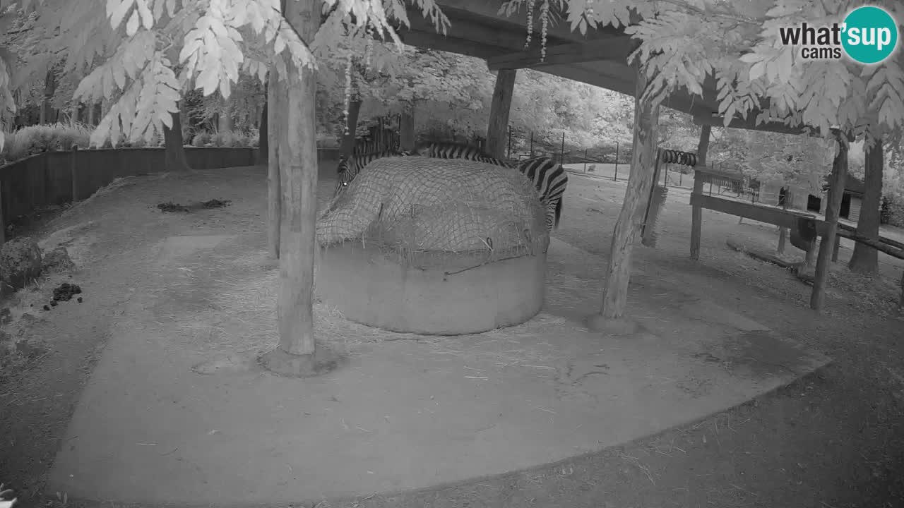 Live webcam Les zèbres in Ljubljana ZOO – Slovénie