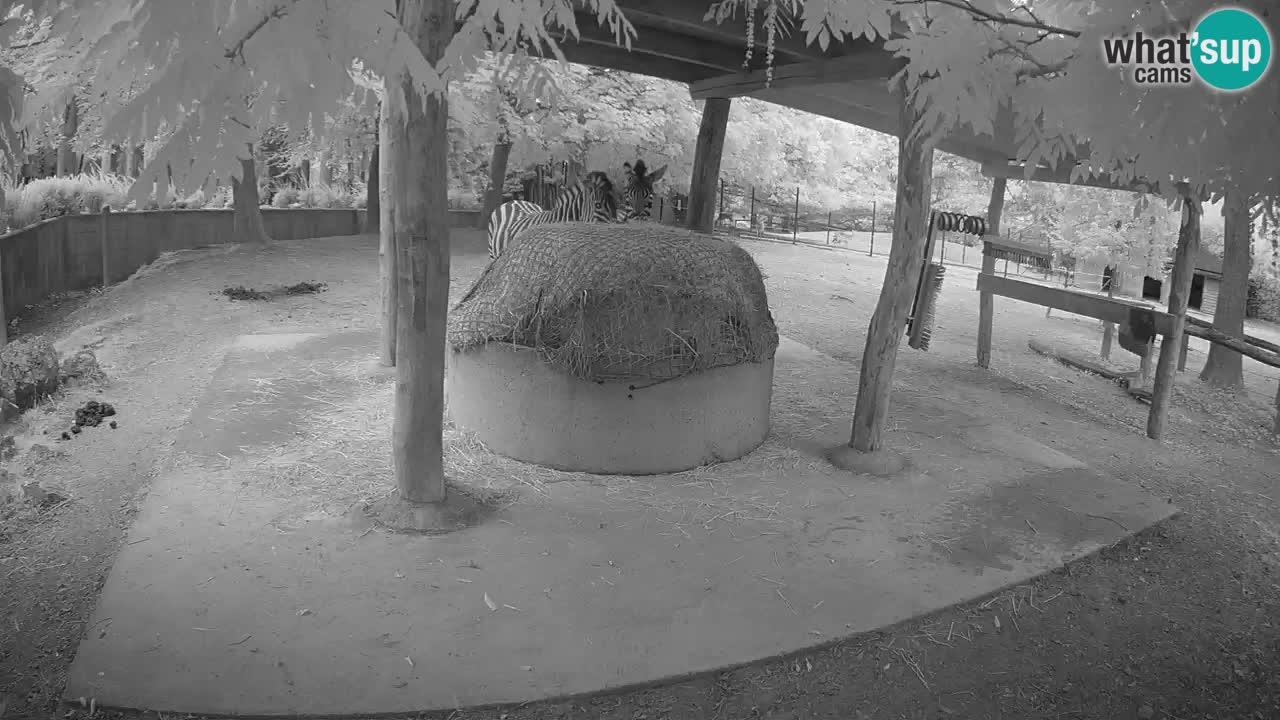 Live Webcam Zebras in Ljubljana ZOO – Slowenien