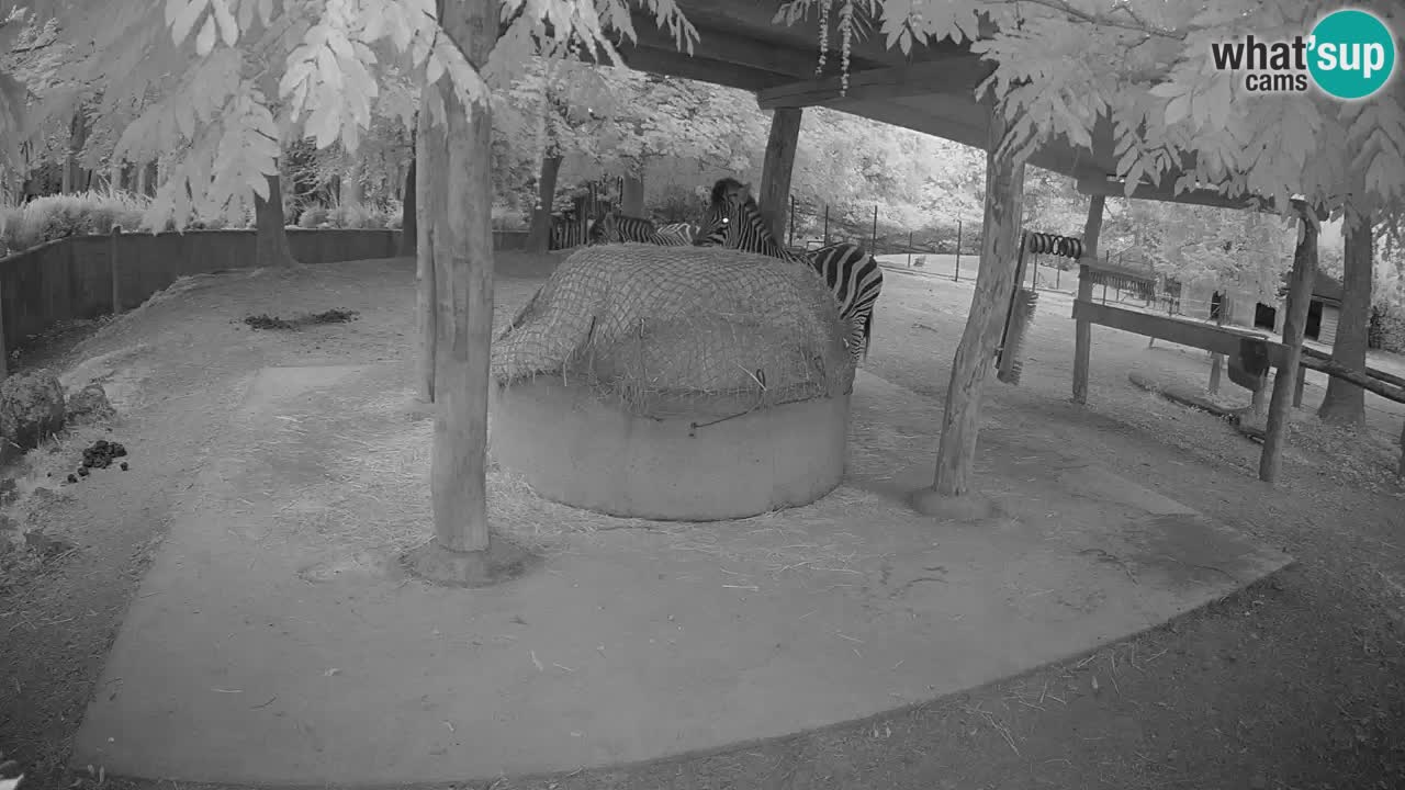 Camera en vivo Cebras in Ljubljana ZOO – Eslovenia