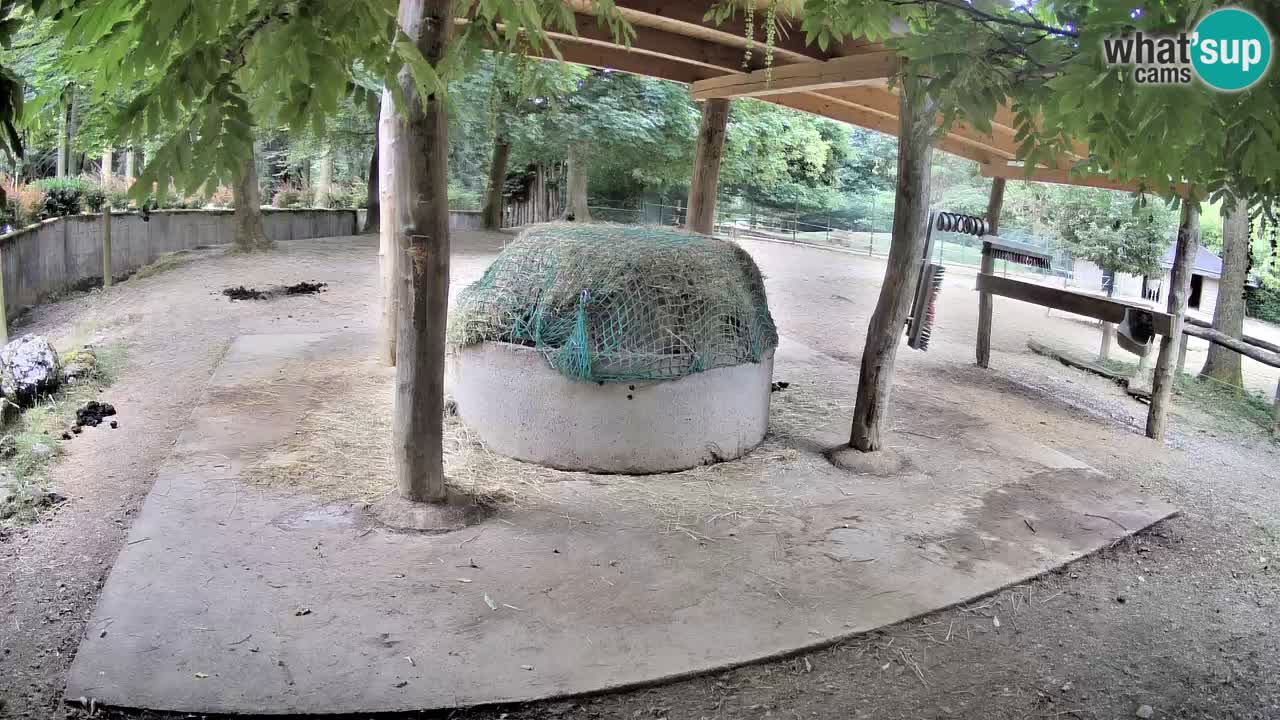 Live webcam Les zèbres in Ljubljana ZOO – Slovénie