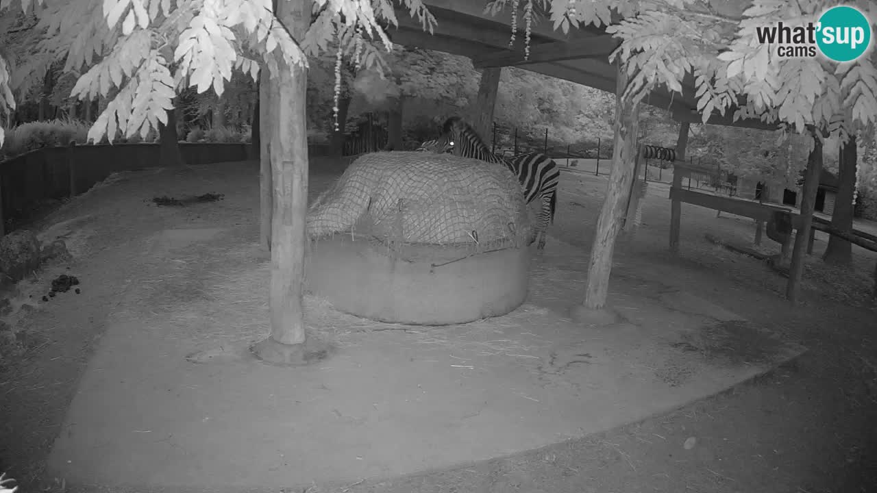 Le Zebre nello ZOO di Ljubljana – Slovenia Live webcam
