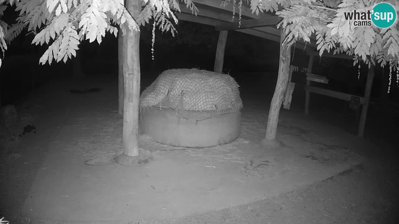 Zebre v živo v živalskem vrtu Ljubljana ZOO spletne kamere