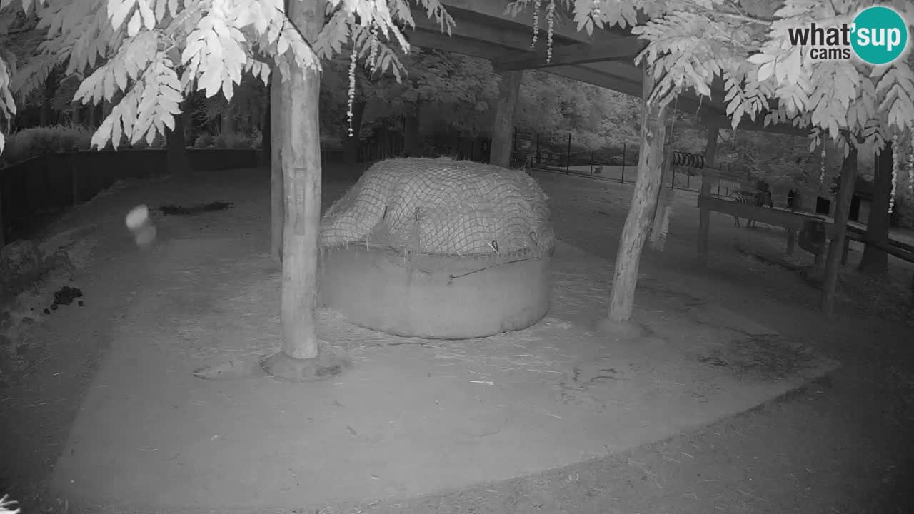 Camera en vivo Cebras in Ljubljana ZOO – Eslovenia
